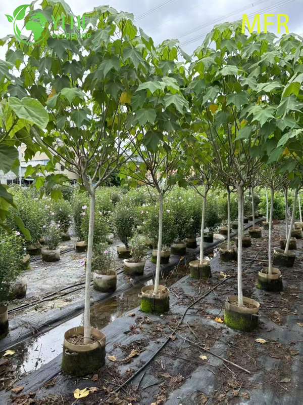 Wholesale Confederate Rose Standard Live Flowering Hibiscus Tree Bonsai