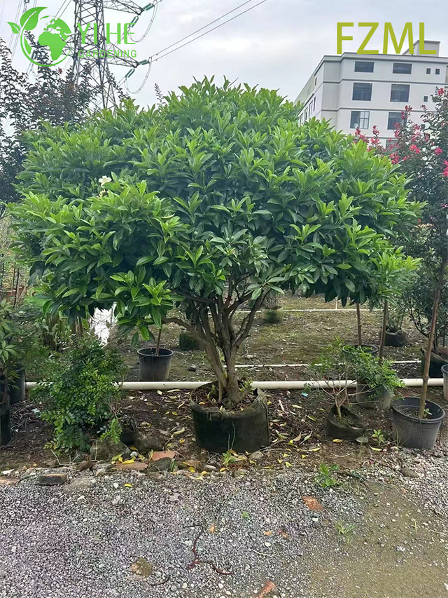 Wholesale Live Radermachera Sinica China Doll Plant for Indoor Landscaping Bonsai