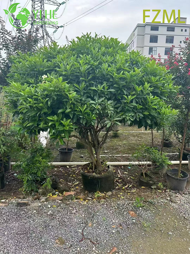 Wholesale Live Radermachera Sinica China Doll Plant for Indoor Landscaping Bonsai