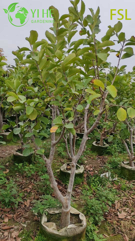 Fresh Tropical Psidium Guajava Live Fruit Trees for Export