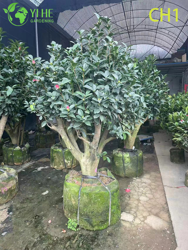 Wholesale Live Red Flowering Camellia Japonica Ornamental Shrub Bonsai