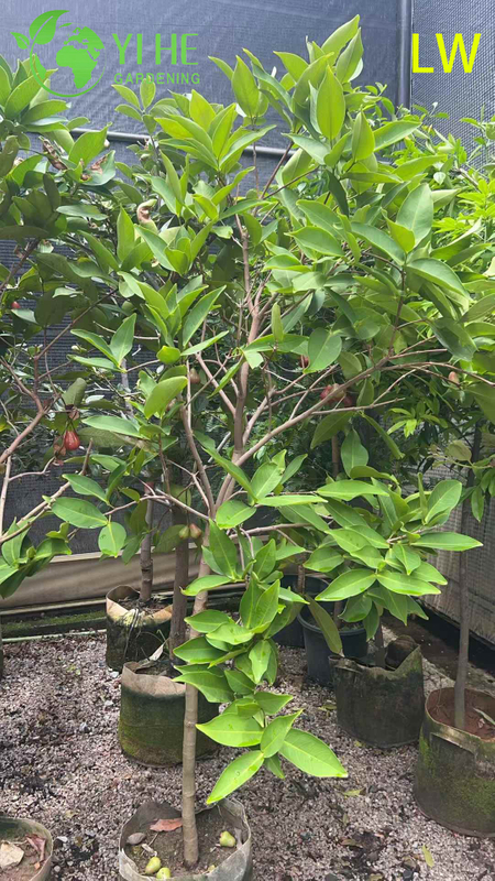 Fresh Wax Apple Tree with Crisp Bell-Shaped Edible Fruits Syzygium samarangense Bonsai