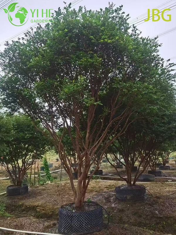 Lush Evergreen Jabuticaba Tree with Grape-like Edible Fruits Bonsai
