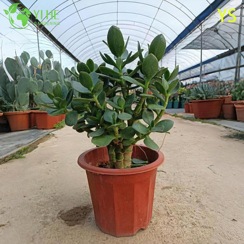 Decorative Live Money Tree Jade Plant with Colorful Artificial Flowers Bonsai