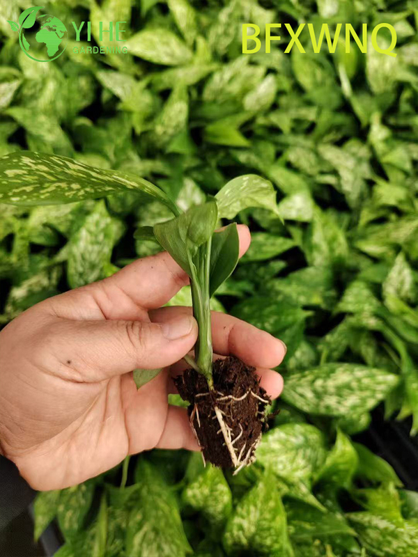 Wholesale Dieffenbachia Snowstorm Variegated Dumb Cane Plant Plug Seedlings