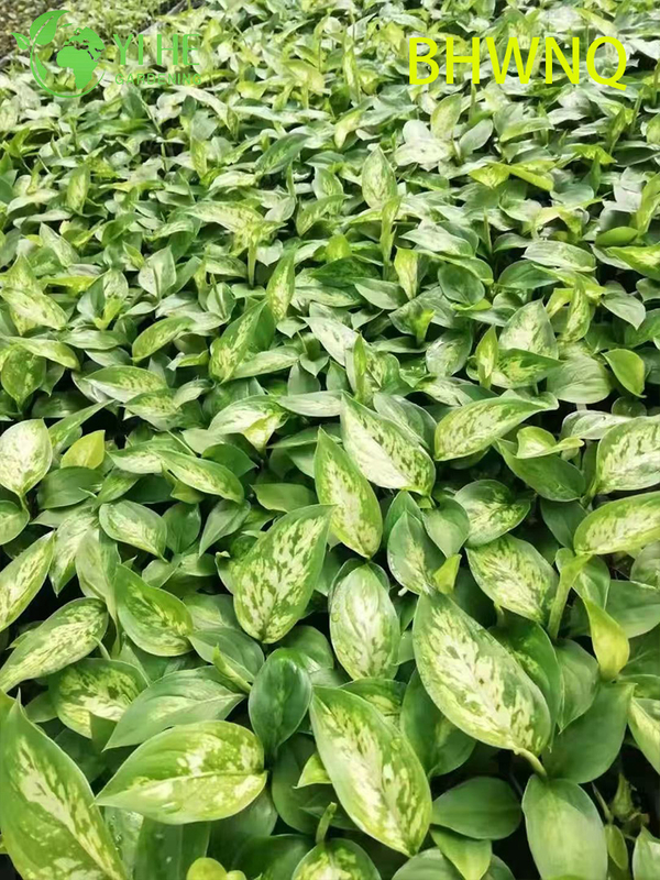 Wholesale Dieffenbachia Tropic Marianne Live Starter Plant Plug Seedlings