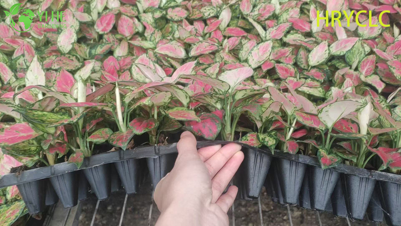 Wholesale Aglaonema Red Valentine Live Chinese Evergreen Starter Plug Seedlings