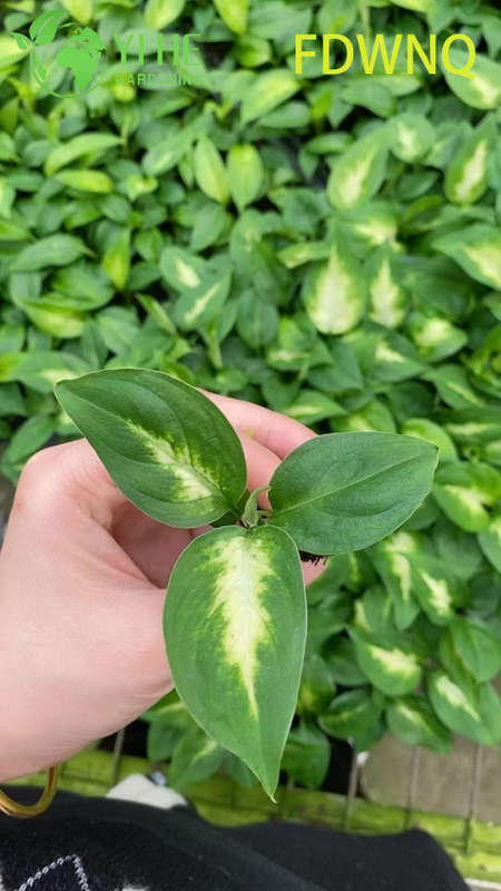 Wholesale Dieffenbachia Camille Live Variegated Dumb Cane Starter Plug Seedlings