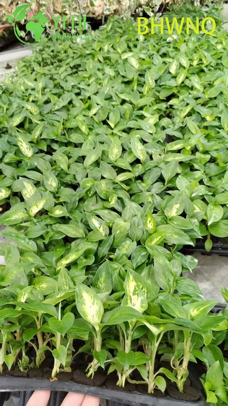 Wholesale Dieffenbachia White Flame Live Dumb Cane Starter Plug Seedlings