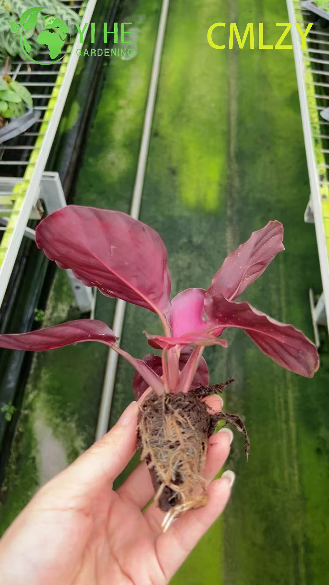 Wholesale Calathea Rosey Pink Live Prayer Plant Starter Plug Seedlings