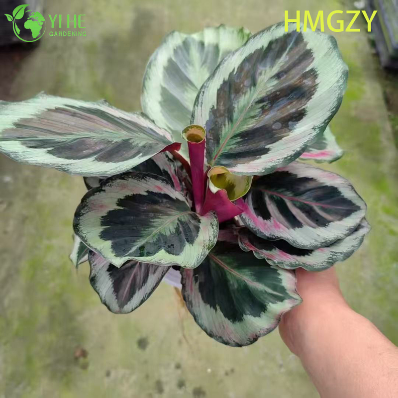 Wholesale Calathea Dottie Black Live Prayer Plant Starter Plug Seedlings