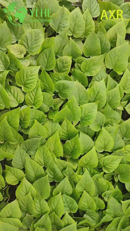 Wholesale Ficus Umbellata Heart-Leaf Fig Live Starter Plant Plug Seedlings