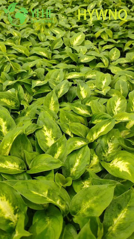 Wholesale Dieffenbachia Tropic Snow Live Dumb Cane Starter Plant Seedlings