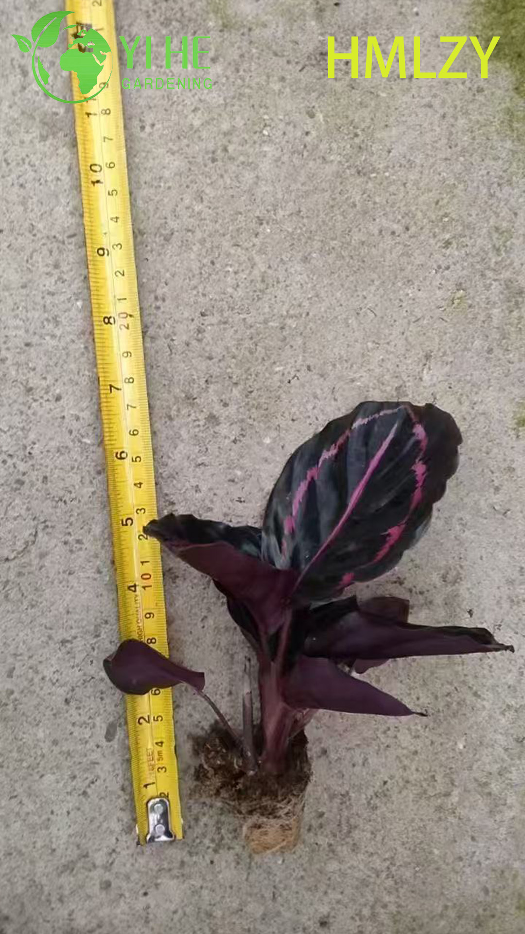 Wholesale Calathea Pinstripe Live Prayer Plant Starter Plug Seedlings