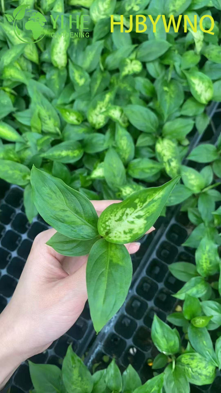 Wholesale Dieffenbachia Star Bright Live Variegated Dumb Cane Plug Seedlings