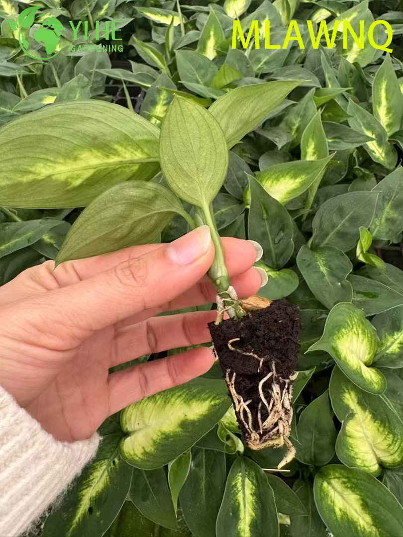 Wholesale Dieffenbachia Marianne Live Variegated Dumb Cane Plug Seedlings