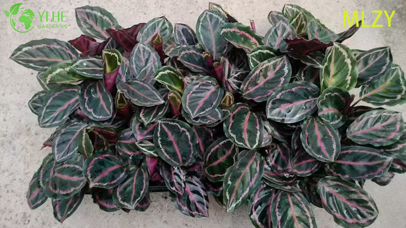 Wholesale Calathea Peacock Plant Live Prayer Plant Starter Plug Seedlings