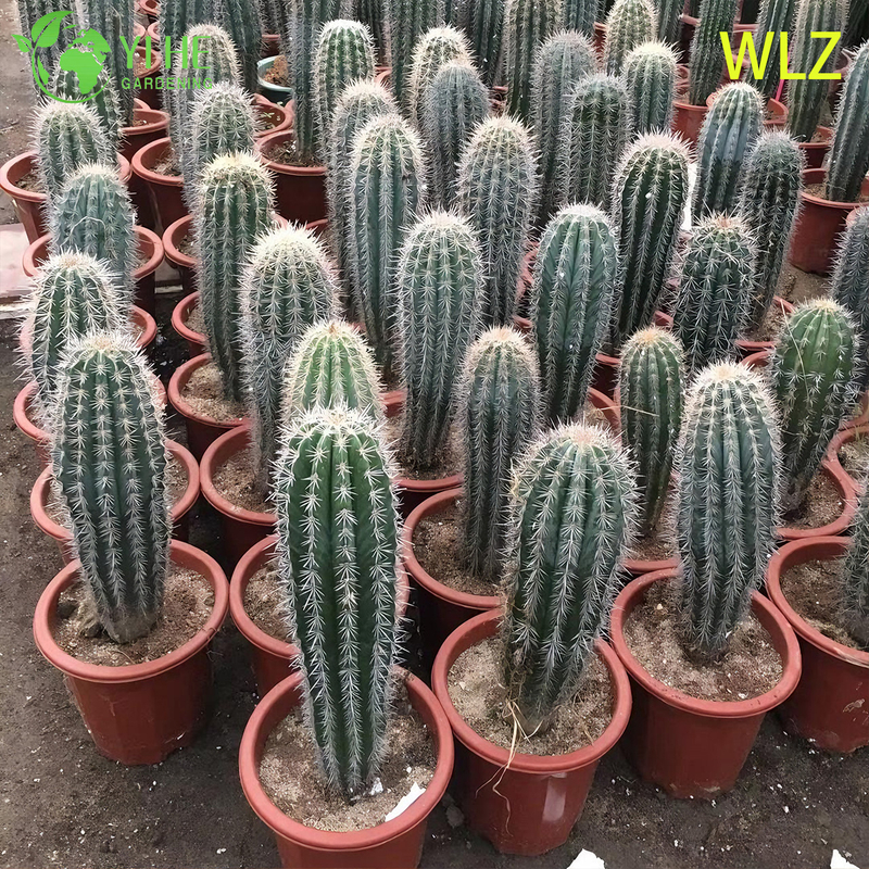 Large Golden Tower Parodia Columnar Cactus for Outdoor Landscaping Bonsai