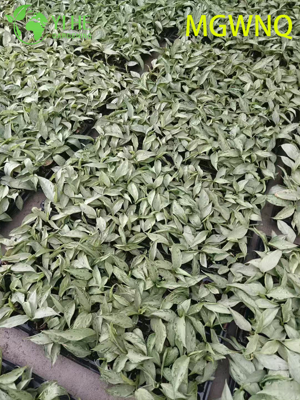 Wholesale Dieffenbachia Tiki Variegated Dumb Cane Starter Plant Seedlings