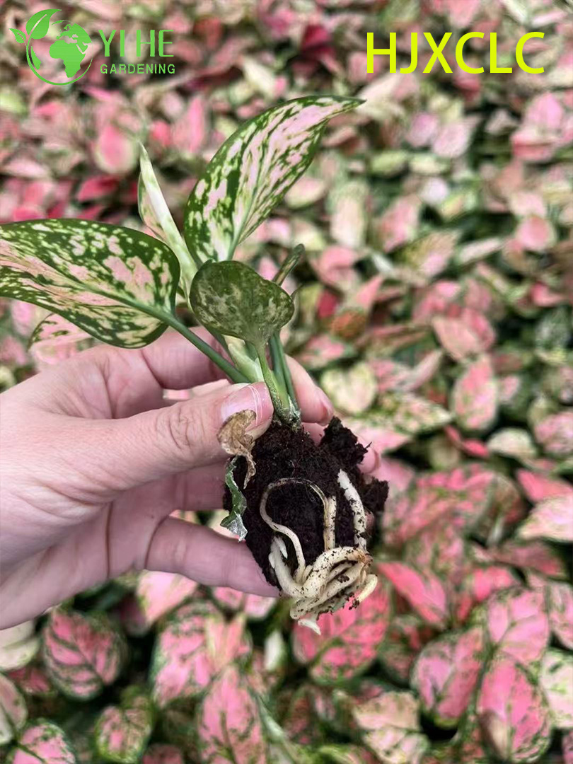 Wholesale Red Aglaonema Valentine Live Chinese Evergreen Starter Plug Seedlings