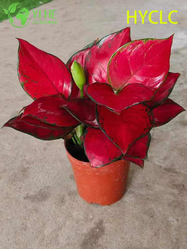 Wholesale Aglaonema Beauty Live Chinese Evergreen Starter Plug Seedlings