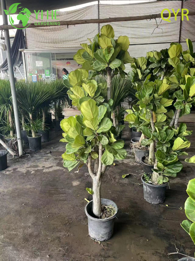 Live Ficus Lyrata Fiddle Leaf Tree Indoor Floor Plant Bonsai