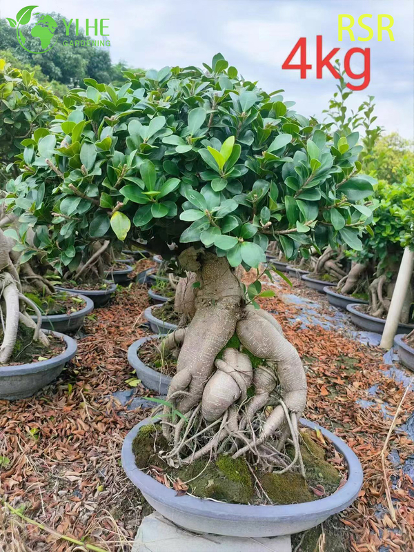 Live Ginseng Ficus Microcarpa An Indoor Bonsai Tree Plant