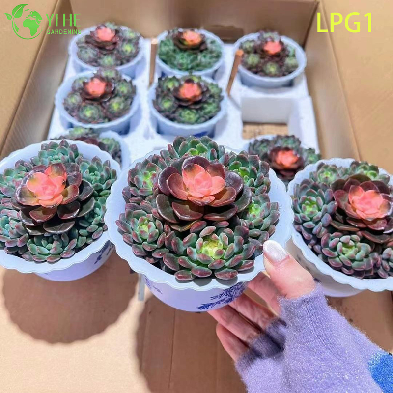 Live Colorful Rosette Echeveria Blue Apple Succulent Plant Bonsai