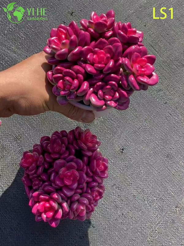 Live Chubby Pink Succulent Wholesale Nursery Rosette Cluster Plant Bonsai