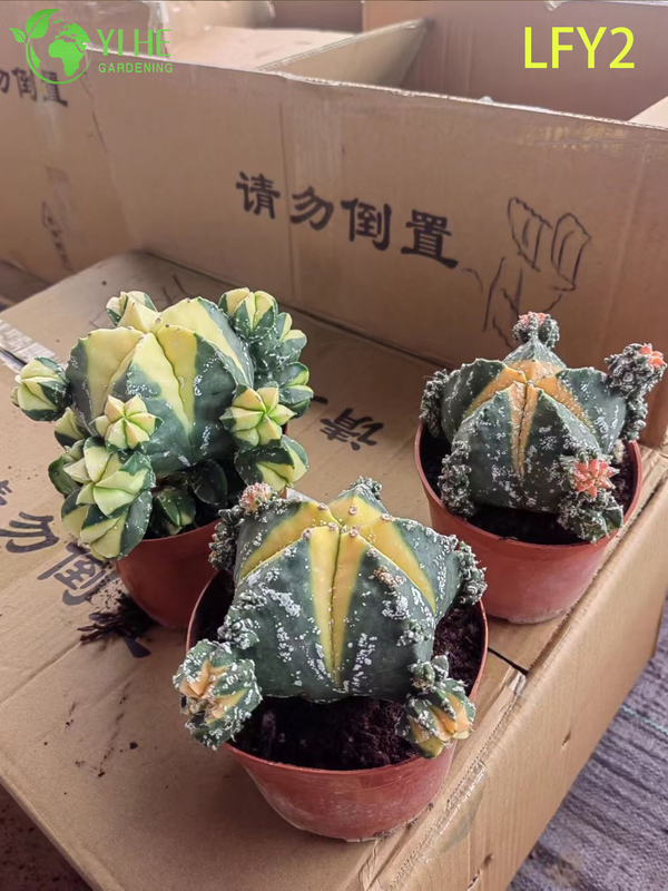 Premium Sunrise Variegated Astrophytum Myriostigma Cactus Wholesale Bonsai