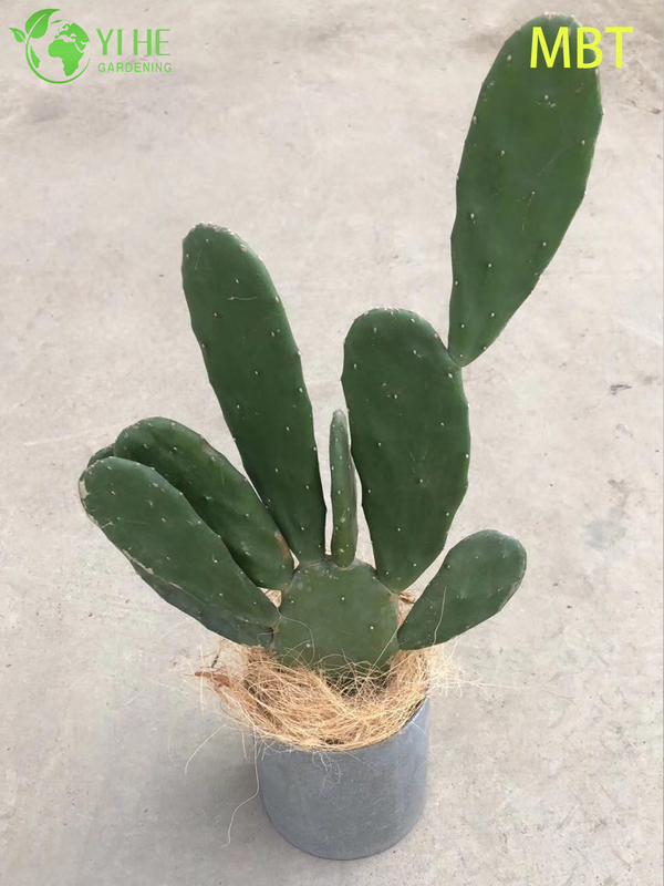 Live Paddle Cactus Plant Wholesale for Modern Home Decor Bonsai