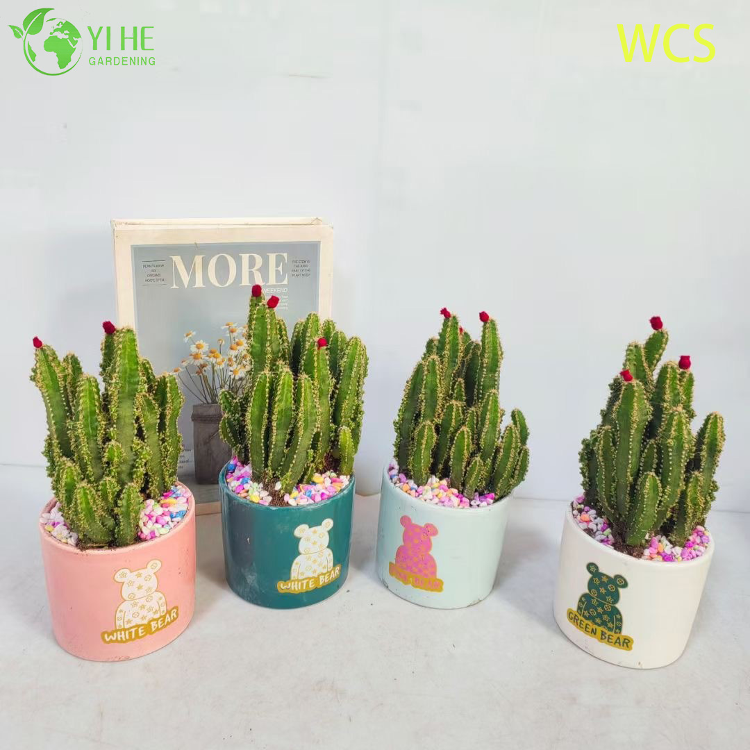 Wholesale Fairy Castle Cactus Acanthocereus Tetragonus Live Plant Bonsai