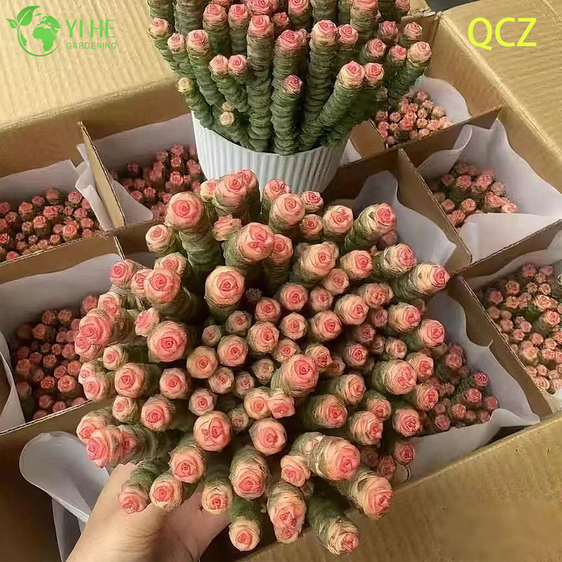 Live Pink Variegated Necklace Vine Succulent Crassula Wholesale Cluster Bonsai