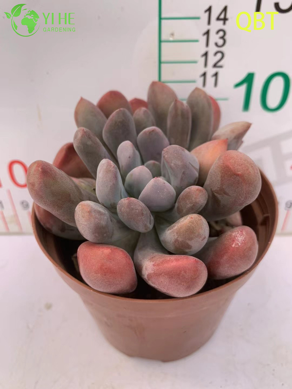Wholesale Echeveria Cupid Succulent with Heart-Shaped Leaves Bonsai