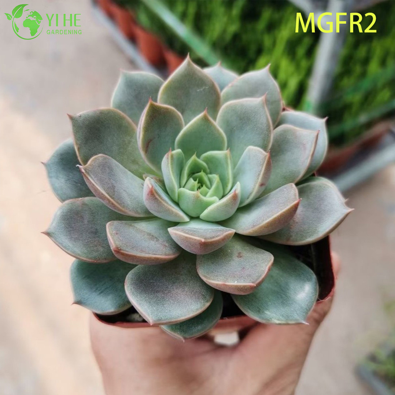Wholesale Echeveria Madame Rose Succulent Cluster Live Plant Bonsai