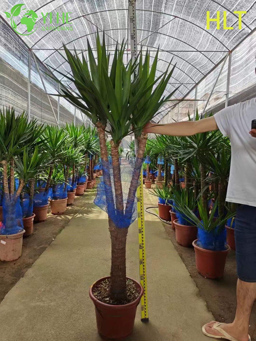 Wholesale Multi-Stem Yucca Cane Tree Live Indoor Houseplant Bonsai