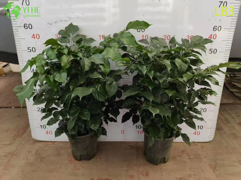 Wholesale Mini Ginseng China Doll Plant Exposed Root Bonsai