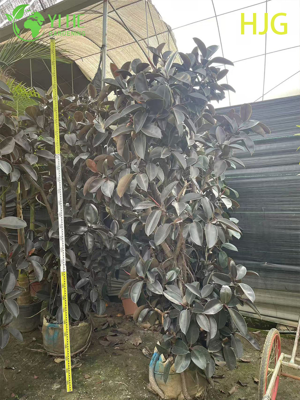 Wholesale Black Prince Rubber Tree Ficus Elastica Houseplant Bonsai