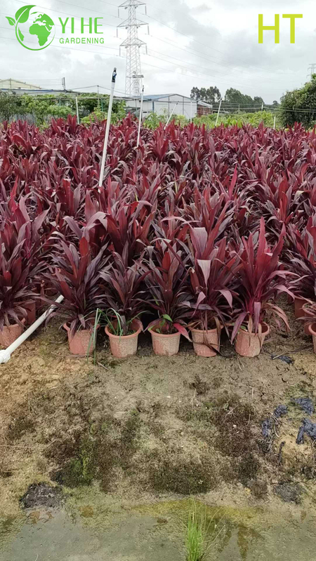 Wholesale Red Ruby Cordyline Ti Plant for Tropical Landscaping Bonsai