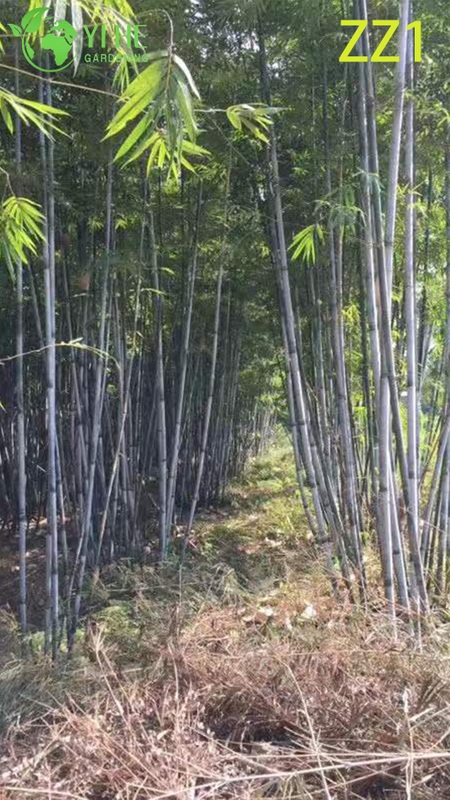 Wholesale Live Bamboo Plant Canes for Garden Privacy Screen Bonsai