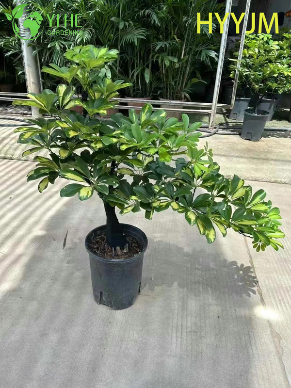 Wholesale Golden Variegated Schefflera Umbrella Tree Plant Bonsai