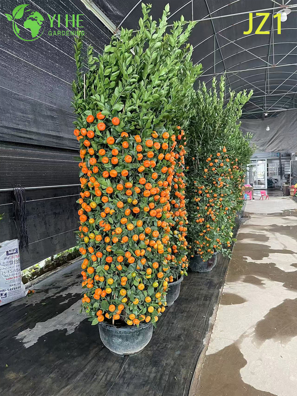 Wholesale Potted Orange Tree Live Fruiting Edible Citrus Plant Bonsai