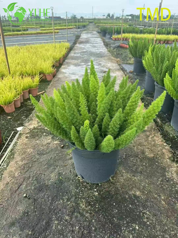 Wholesale Foxtail Fern Live Asparagus Plume Accent Plant Bonsai