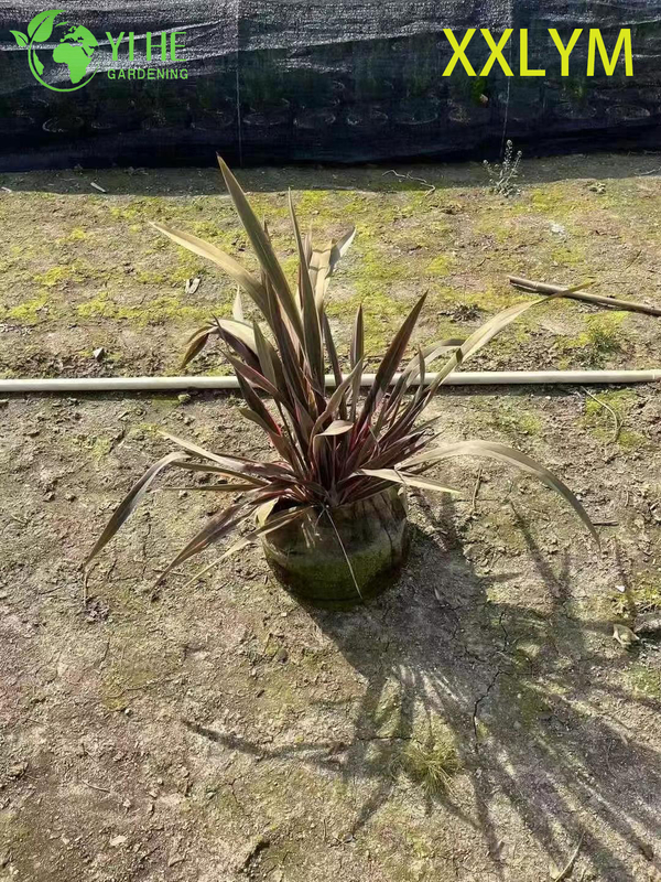 Wholesale Bronze New Zealand Flax Live Architectural Phormium Plant Bonsai