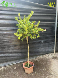 Wholesale Lemon Patio Tree Standard Live Fruiting Citrus Plant Bonsai