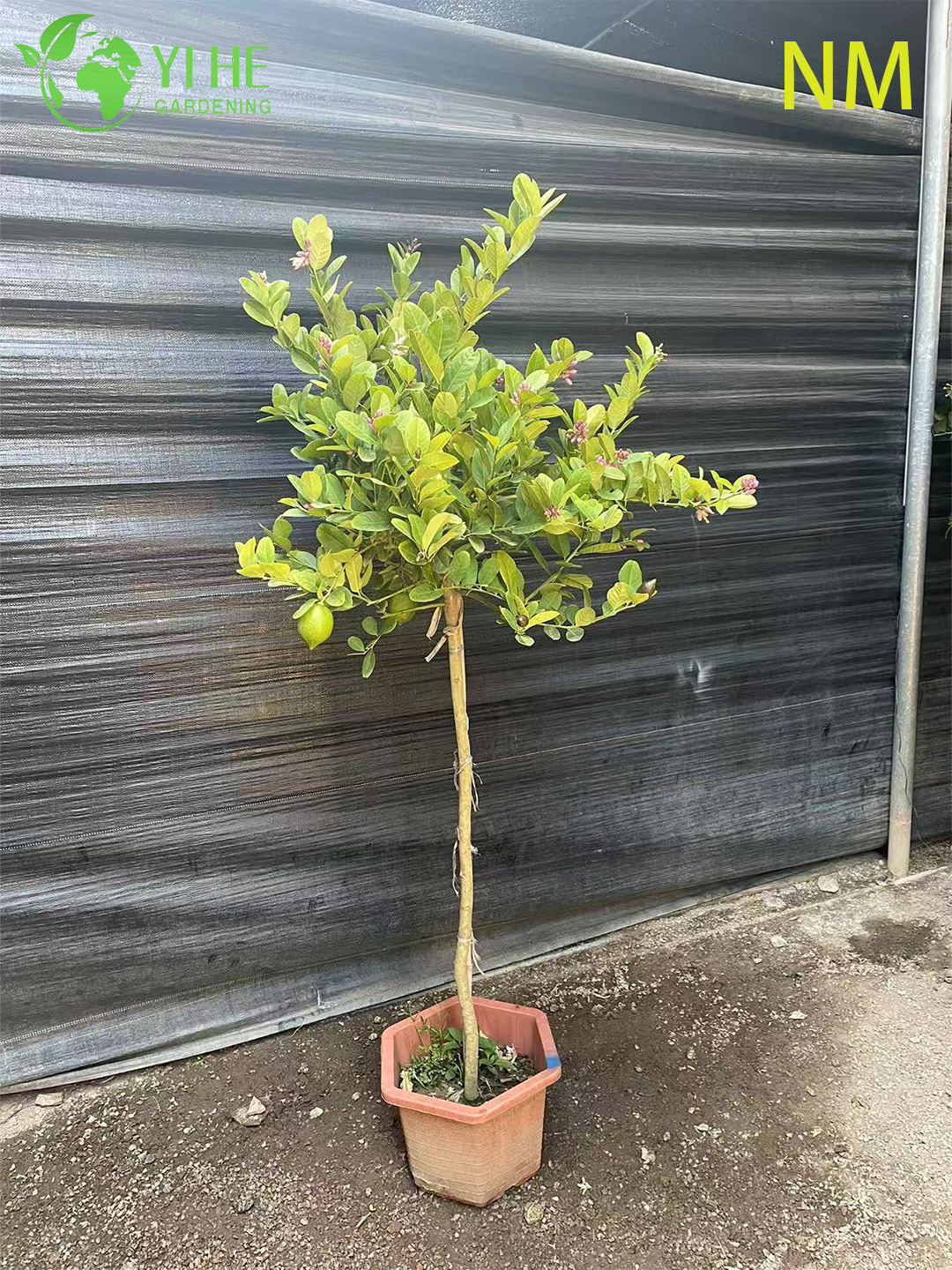 Wholesale Lemon Patio Tree Standard Live Fruiting Citrus Plant Bonsai