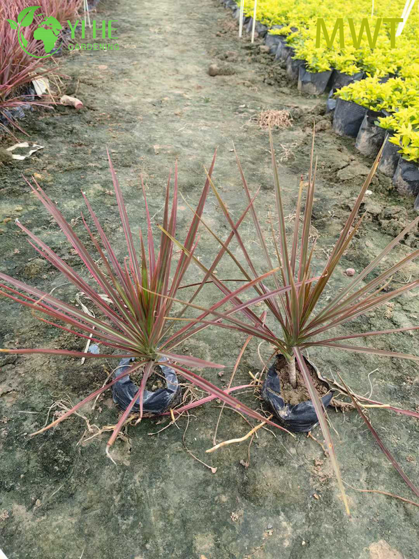 Wholesale Red-Edged Dracaena Marginata Live Multi-Stem Plant Bonsai