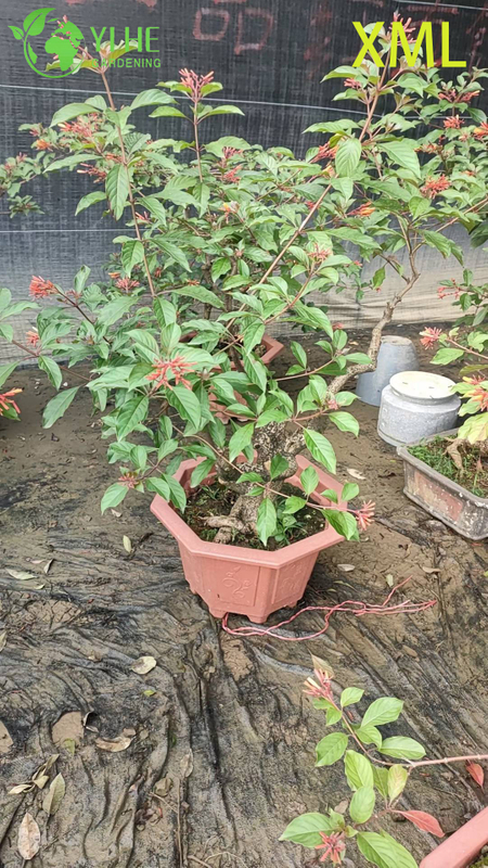 Wholesale Red Firebush Hamelia Live Hummingbird Garden Shrub Bonsai