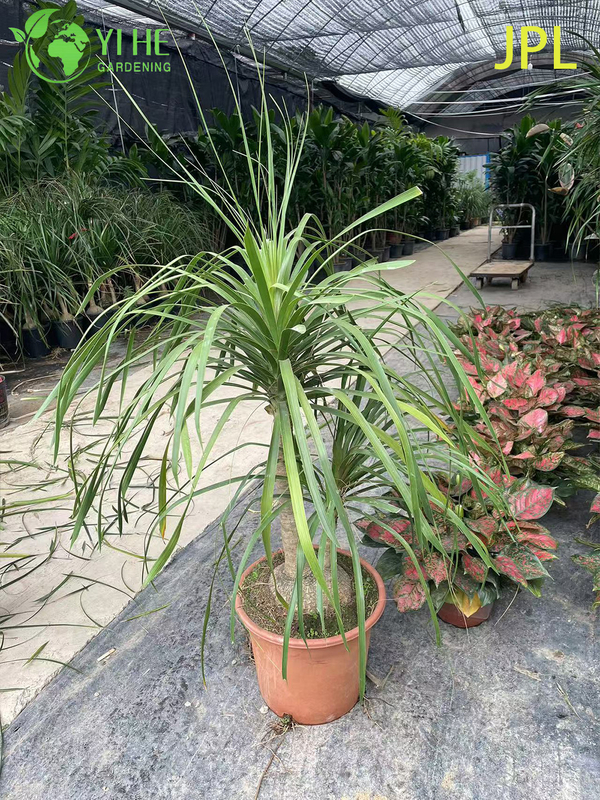 Wholesale Ponytail Palm Elephant's Foot Live Beaucarnea Plant Bonsai