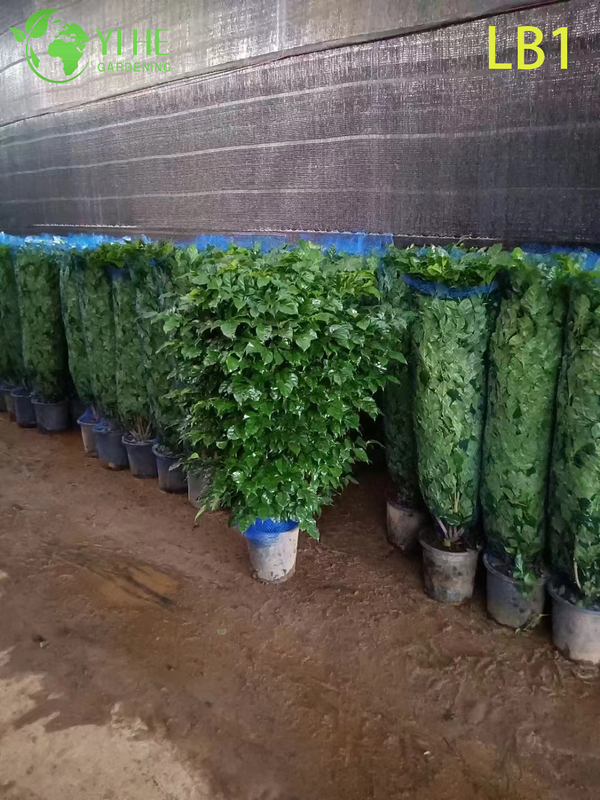 Wholesale China Doll Plant Two Ball Topiary Live Indoor Tree Bonsai